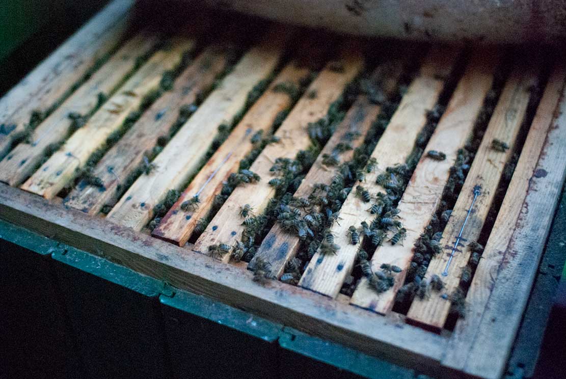 3-aurora-van top of a beehive exposed with wooden ribs and their gabs filled with crawling bees